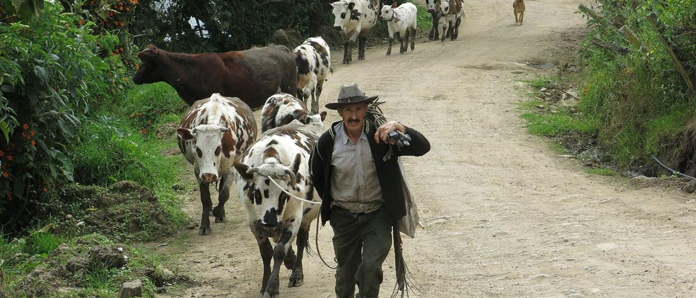 Campesino arriando su ganado por un camino rural — ovino-caprinocultura sostenible